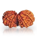 Rudraksha