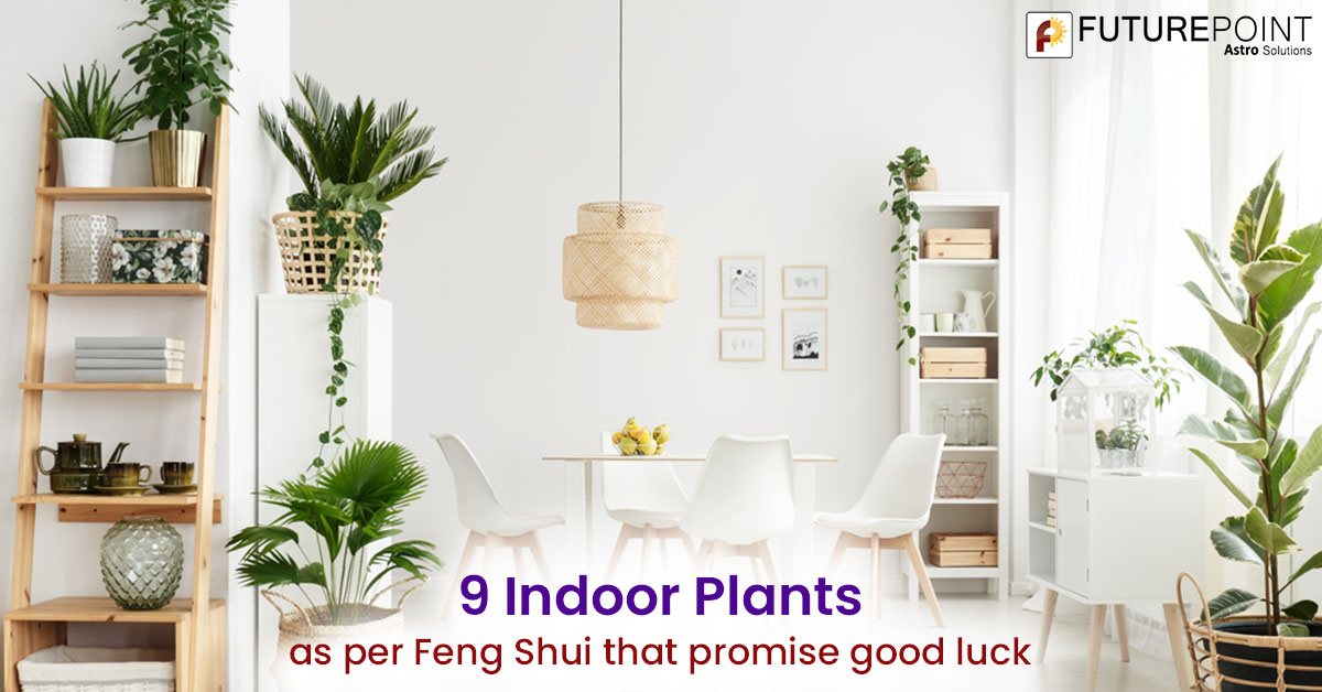 9 Indoor Plants as per Feng Shui that promise good luck | Future Point