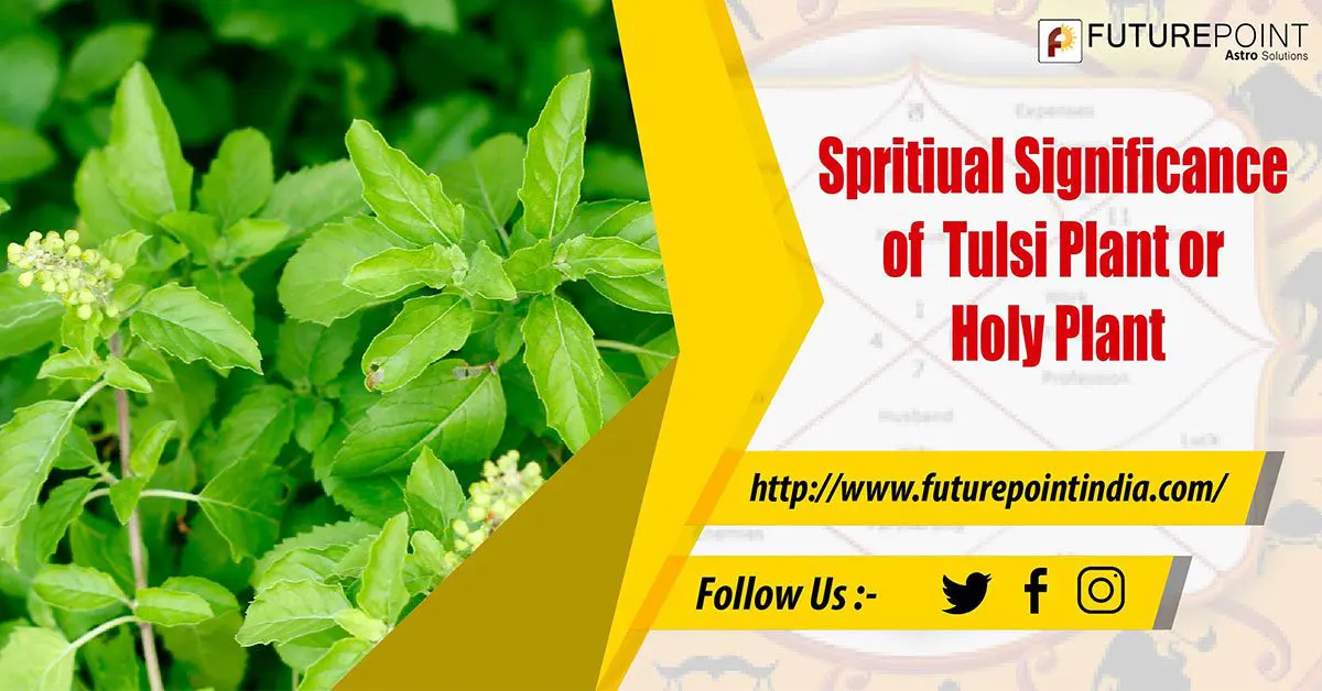 Spiritual Importance of Tulsi Plant or Holy Plant Future Point