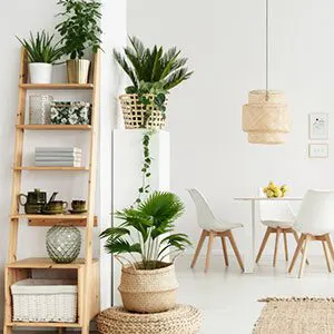 9 Indoor Plants as per Feng Shui that Promise Good Luck