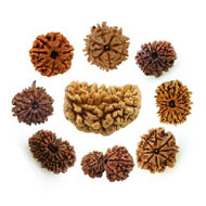 rudraksha