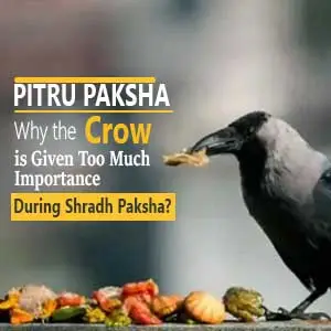Why the Crow is Given Too Much Importance During Shradh Paksha?