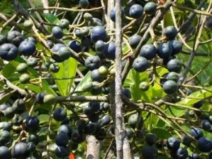रूद्राक्ष का पुरानों में वर्णन