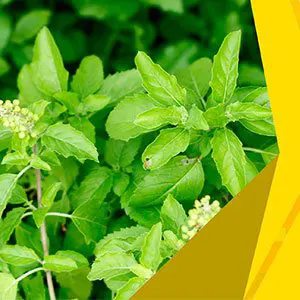 Spiritual Importance of Tulsi Plant or Holy Plant
