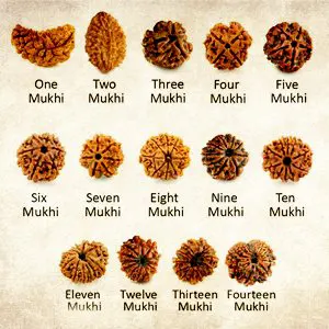 Shravana Month Special: Benefits of 1 to 14 Mukhi Rudraksha