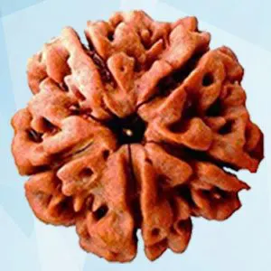 पांच मुखी रुद्राक्ष, छात्रों के लिए किसी वरदान से कम नहीं है