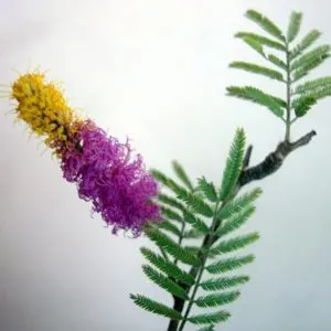 Importance Of Shami Worship During Dussehra