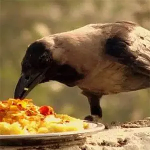 What are three historically established phases of Shradh?