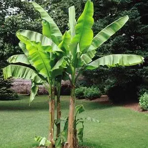 ज्योतिष और हिन्दू संस्कृति में केले के पेड़ का महत्व और उपयोग