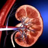 The Diseases of Kidney An Astrological View