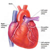 हृदय रोग: कारण और निवारण