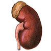 Diseases of Kidney in Astrological Perspective