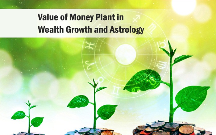 Money Plant in Astrology